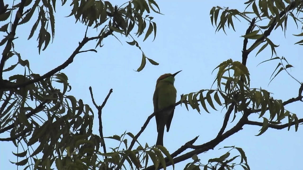 Best Advance Zoom Camera - 83x- Nikon P900  | Canon SX60 - 65x