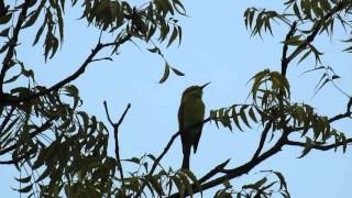 Best Advance Zoom Camera - 83X- Nikon P900 Canon Sx60 - 65X