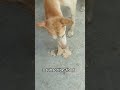 Please help Dog 🐕 #dogshorts #dog #doggielife #petsrule#doglove #doglife #support dog #dogsforever
