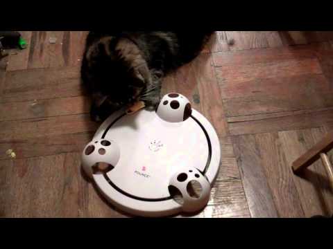 Cat Playing With POUNCE By FroliCat A Rotating Cat Teaser Toy