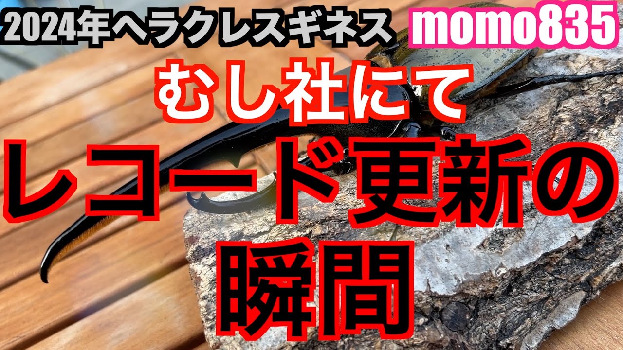 アートオブヘラクレス】28 2024年ヘラクレスギネス個体 momo835