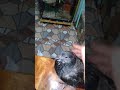 Burung ini tak ingin jauh dari saya.