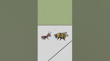 Ant Vs. Bee