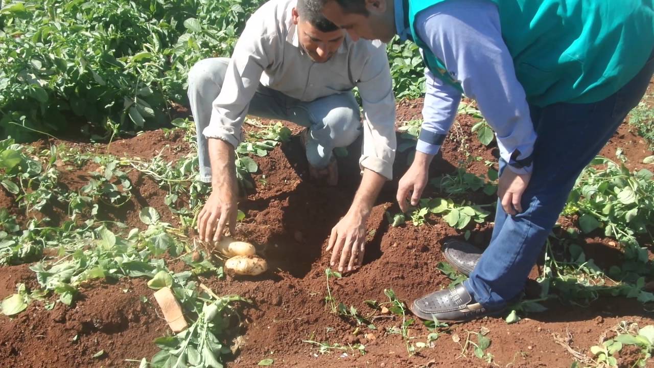 المؤسسة العامة للبذار فرع حماه جولة على حقول البطاطا