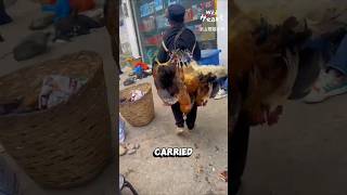 Life at the Mountain Market