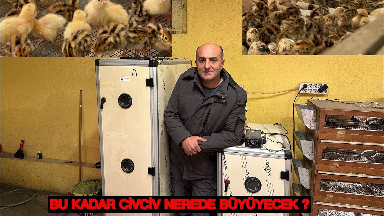 BEKLENMEDİK ÇIKIM ! BU KADAR CİVCİV NEREDE BÜYÜYECEK ? Civciv büyütme esasları …. 
