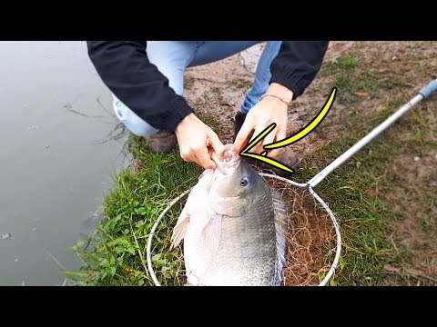 Vídeo: Que Tipo De Peixe é Melhor Pegar