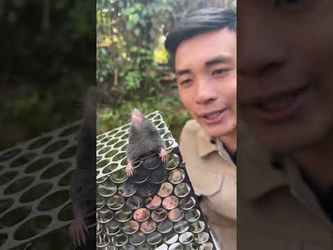 Video Con gì đây ta - youtube