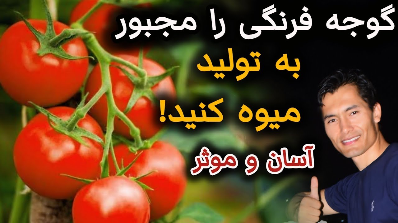با انجام این تکنیک ها گوجه فرنگی شما همیشه میوه تولید میکند/ روش ساده ولی تولید زیاد