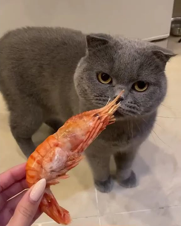 kucing yang mual setelah mencium bau udang
