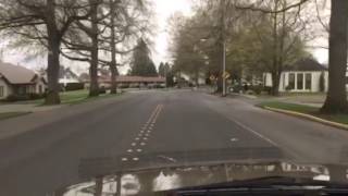 Driving under the trees in Lynden, WA