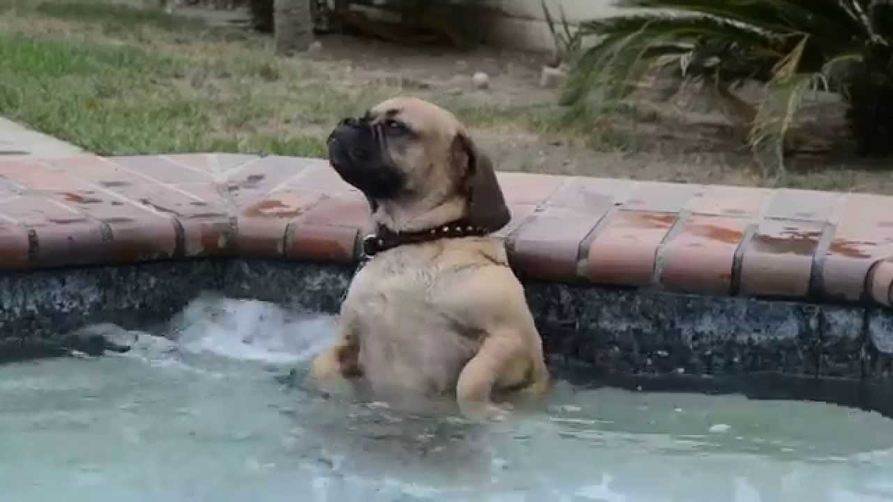 Dog Enjoying Hot tub! Is this you after a rough day? YouTube