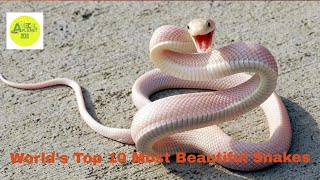 Top 10 Most Beautiful Snakes In The World