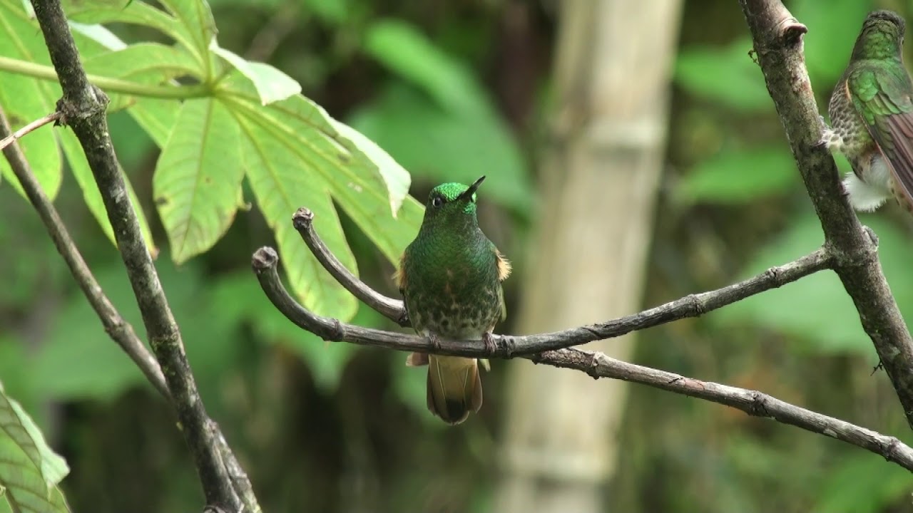 Colibri flavescent (Boissonneaua flavescens tinochlora) Buff-tailed