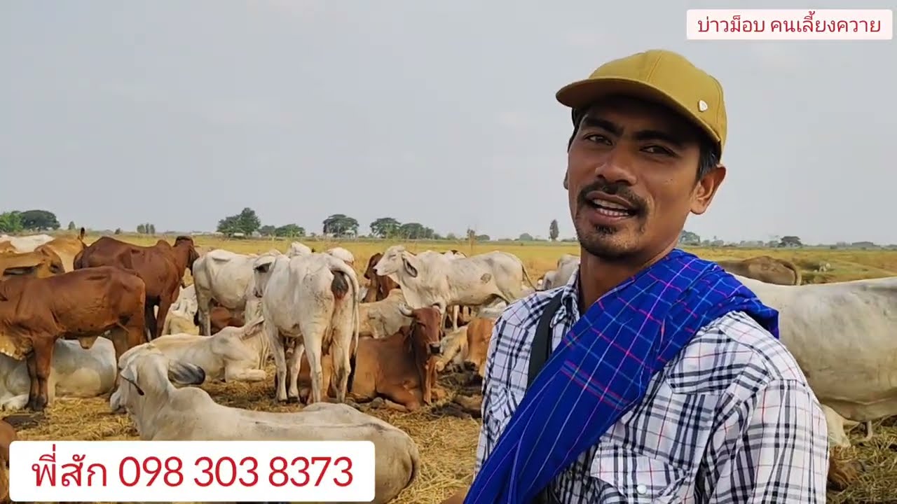 Ep.1428 ขายทุกตัว เริ่มต้น 20,000 ฝูงวัวไล่ทุ่งพี่สัก จ.ลพบุรี #วัว #farming #วัวงาม #farm #cow