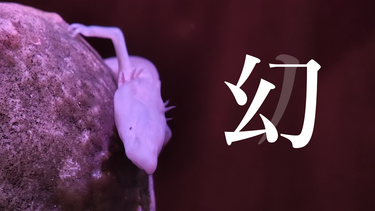 【番外編】日本で一匹しかいない動物を見てきました