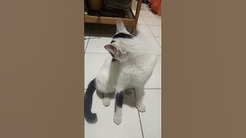 Thumbnail of cemong belum makan                                @sorotanetizen