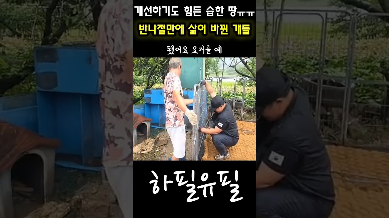 개선할수도 없는 습한땅에 방치된 시골개들에게 찾아온 반나절의 기적