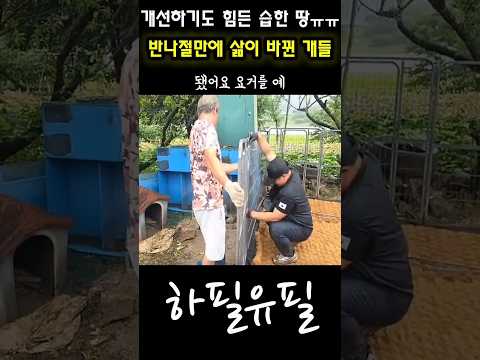 개선할수도 없는 습한땅에 방치된 시골개들에게 찾아온 반나절의 기적