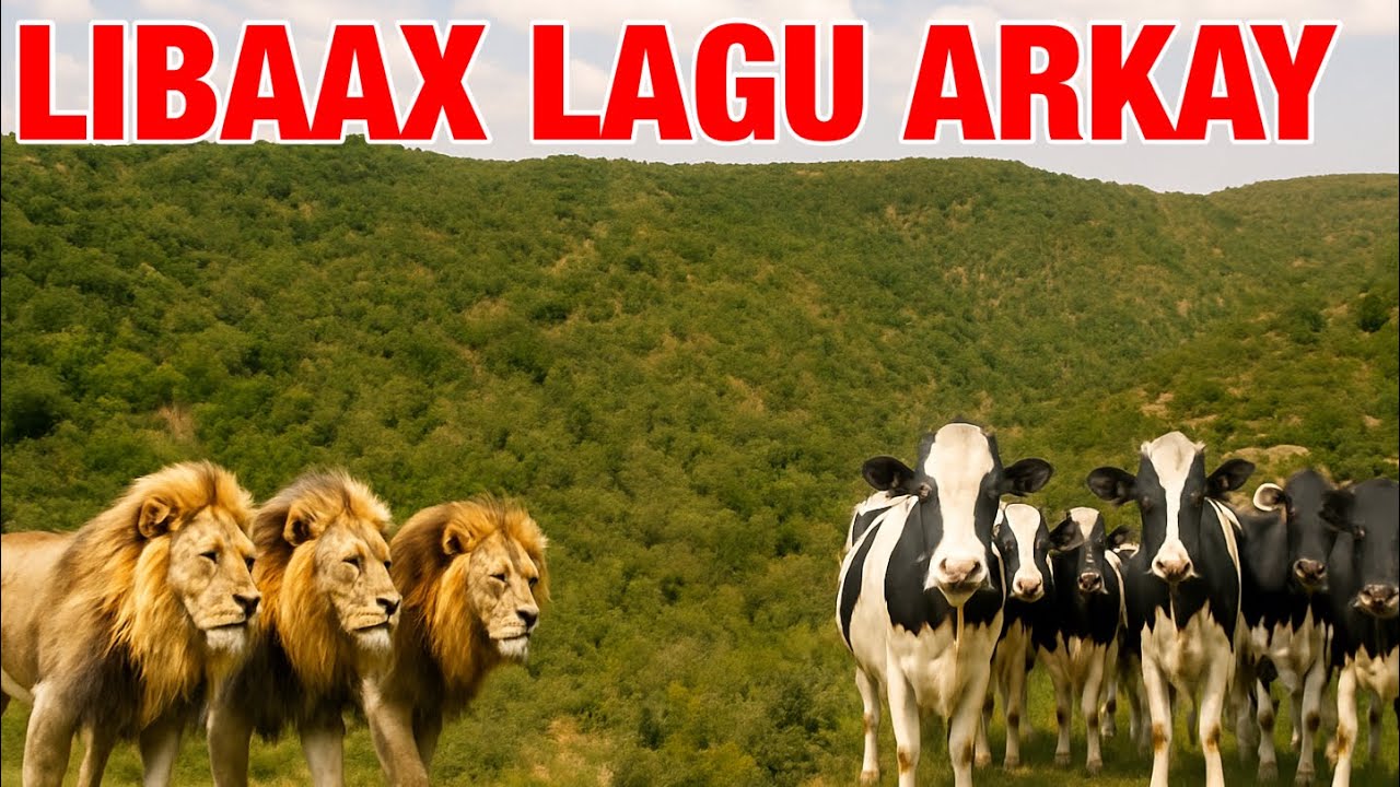 ODAYAAL LIBAAXA FOOL KA FOOL ISU ARKEEN AYAN WARAYSTAY