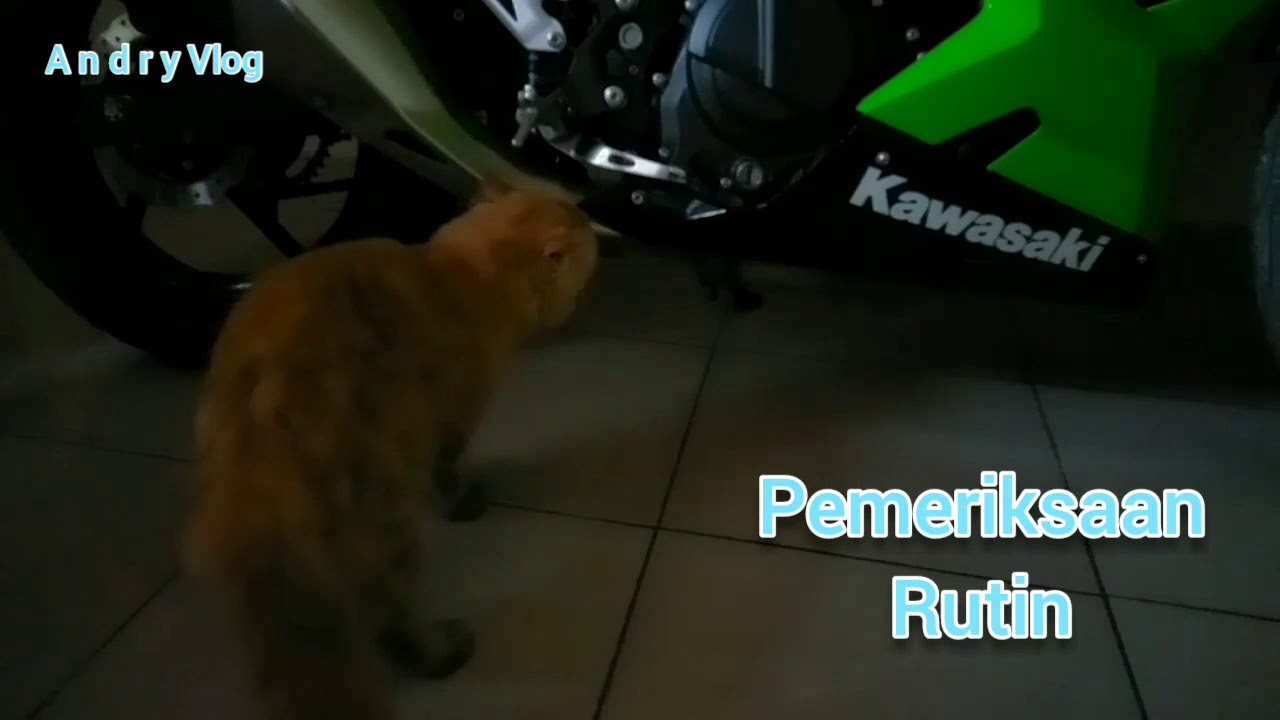 Kucing Kesayangan - YouTube