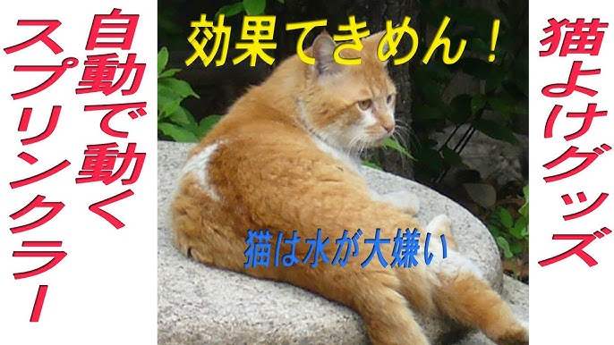 犬猫まわれ右 スプレー Youtube 犬猫まわれ右 スプレー Youtube