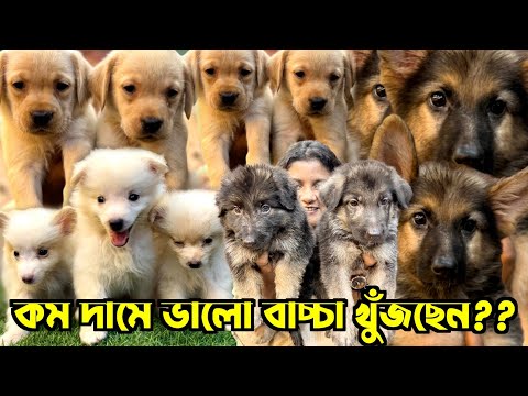 GSD, Labrador & German Spitz Puppies Sale Low Price. Dog Market in Kolkata Price.