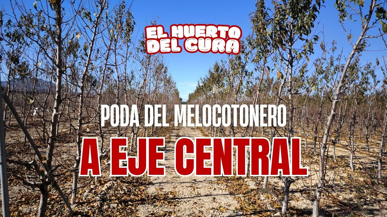 Poda del melocotonero a eje central 🍑 | Cómo formar y mantener árboles de producción intensiva