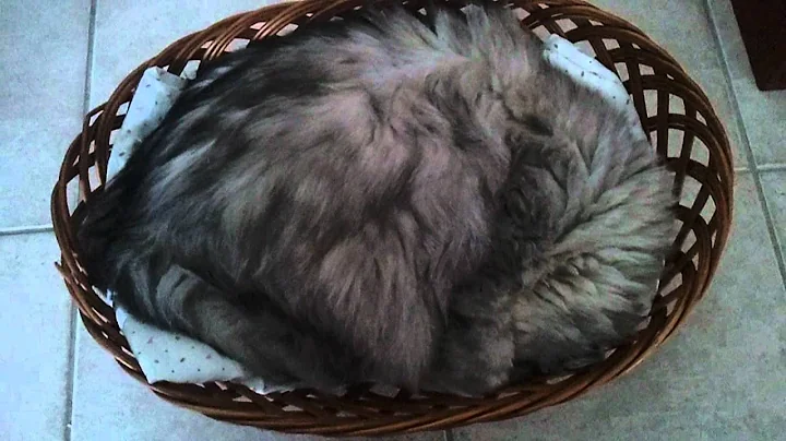 Video 563701: persian cat shaded silver, persian cat sleeping