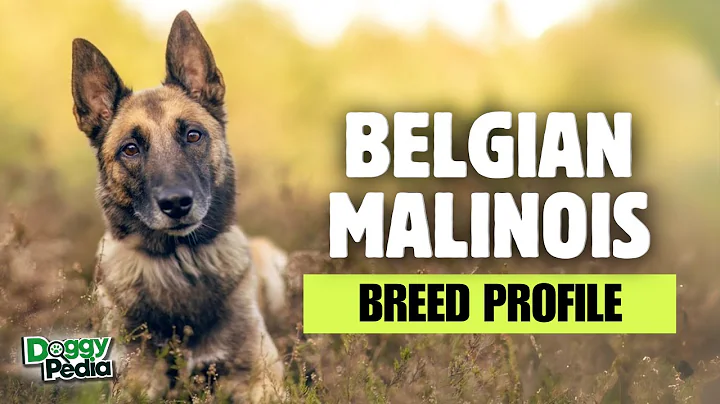 Belgian Malinois Dogs 101: Everything You Need To Know - Is It The Right Dog For You?