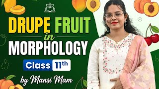 Drupe fruit in morphology class 11th by Mansi mam | NCERT concept -1