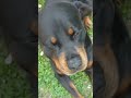 Donko dočekuje svoju vlasnicu!😍🥰 #dogworld #rottweiler #viral #doglife #dog #love #sweetdog #lovely