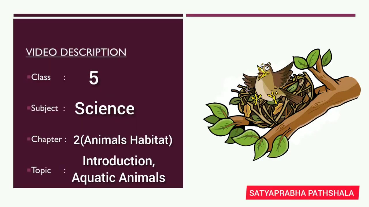 Class 5 , Chapter 2 ( Part 1 ) HABITATS OF ANIMALS YouTube