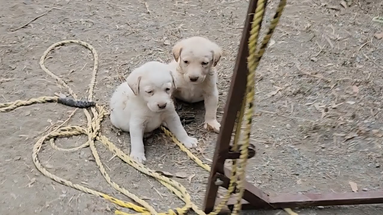 Субботнее утро с #БеженцемБезМасок 🤠 В Чамале, Нуэво, Тамаулипас, Мексика 🇲🇽