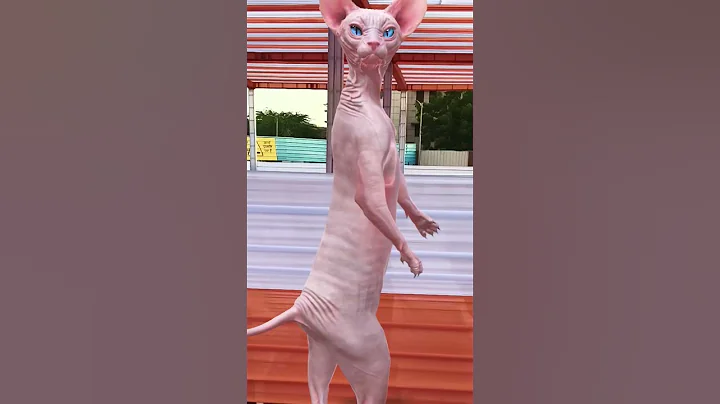 Video 11555451: cat dance funny sphynx