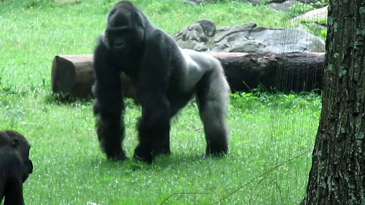 Gorilla walks upright