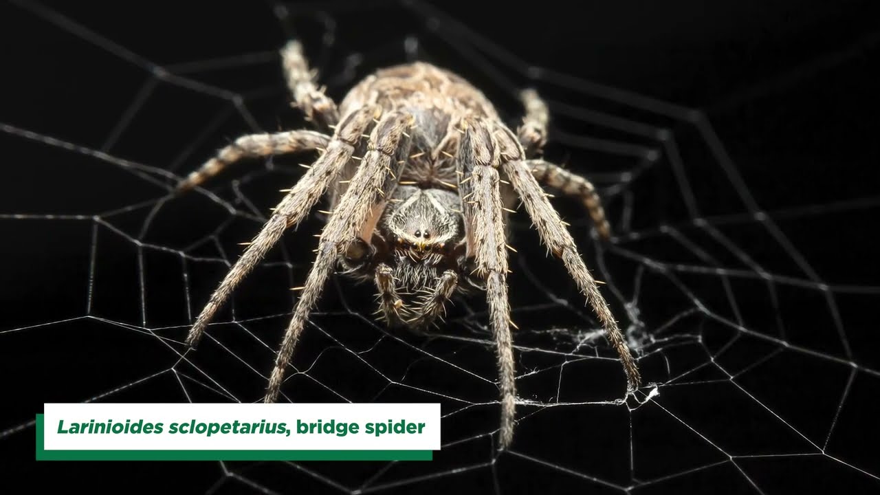 Orb-weaver spider uses web to capture sounds