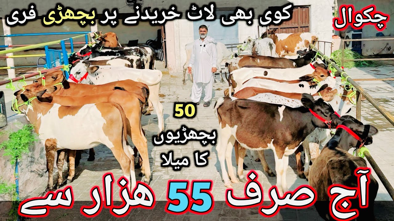 Heifers for sale in Chakwal | 50 Australian fresion red fresion and cross heifers