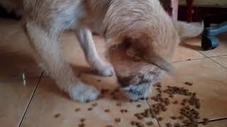 Another Feeding Time. Feeding My Dogs. (02) #dog #petdog #pet