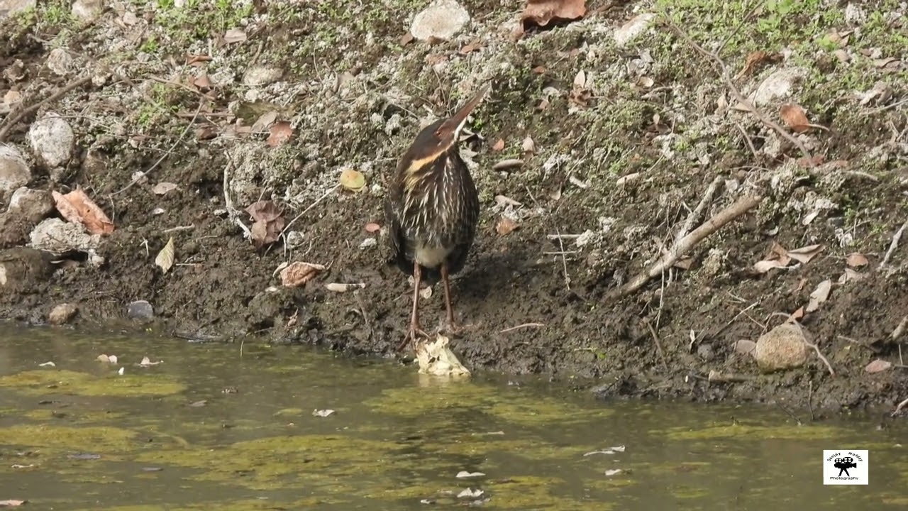 Wildlife-Bird- Black Bittern