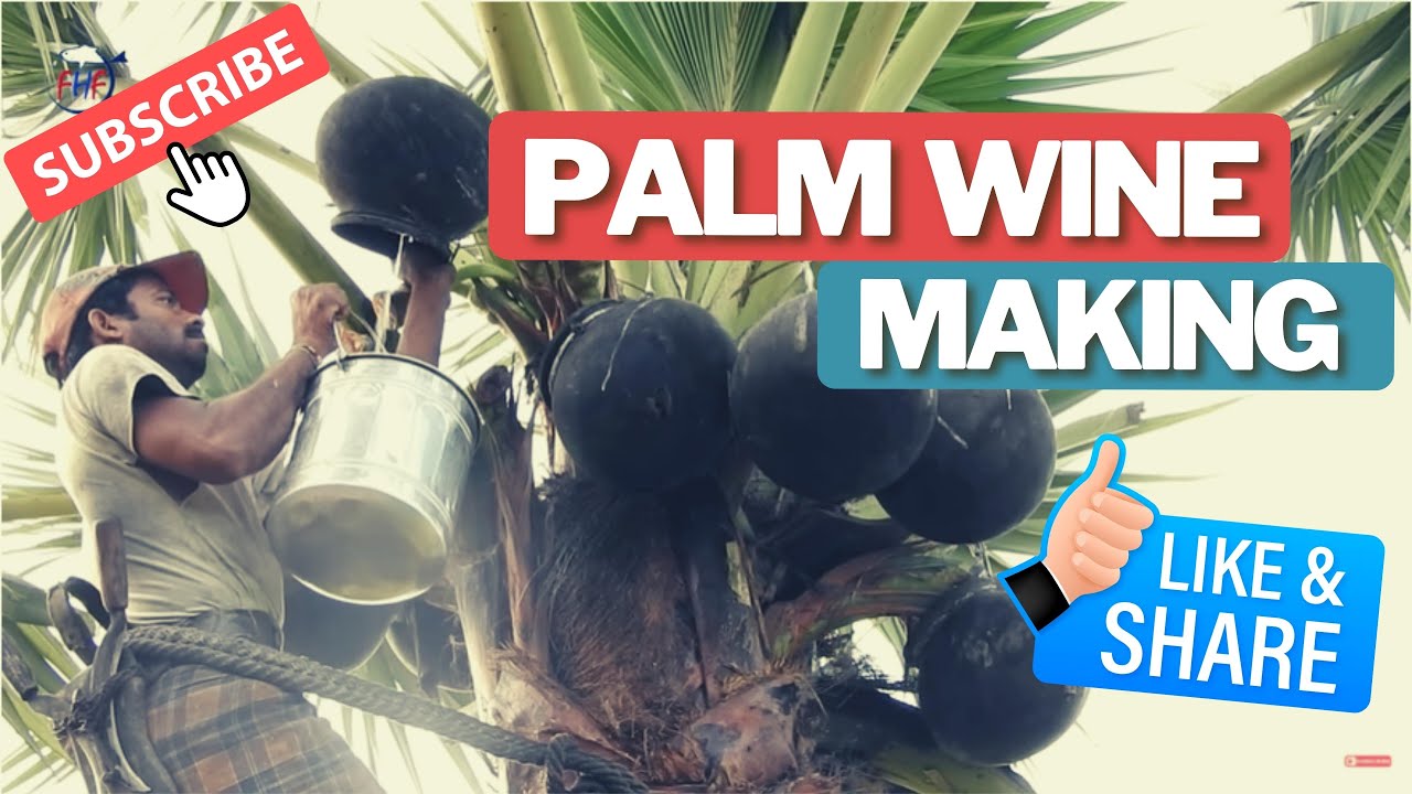 How to Make Palm Wine Palm Wine Making Palm Wine Miles on Vans