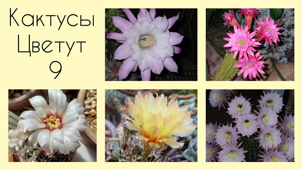 Мои Кактусы Цветут 🌵 2025