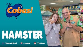 O Que Você Precisa Saber Para Ter Um Hamster