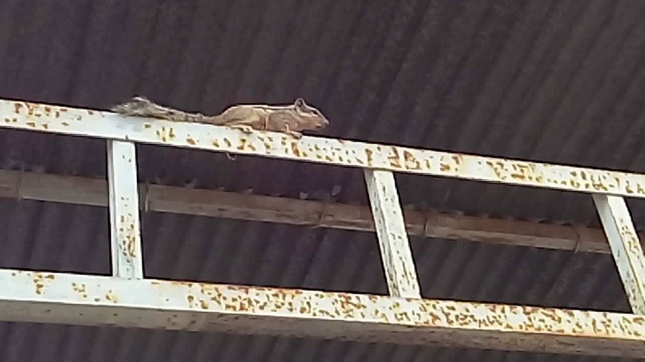 Squirrel Chattering caught on my Camera YouTube