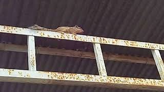 Squirrel Chattering caught on my Camera