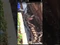 انضر ماذه وجدو عنما فتحو بطن الفعا الكونده 