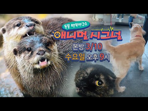 (본방 3/10 수 밤 9시) [동물 <strong>행복연구소</strong> - 애니멀 시그널] 4회 / YTN 사이언스