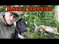 Rabbit Snaring and Training my Lurcher Pup.