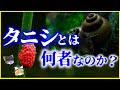 【ゆっくり解説】「タニシ」とは何者なのか？ジャンボタニシはタニシじゃない！を解説/在来タニシが減っている⁉ヤバい卵を持つ外来種との違いとは