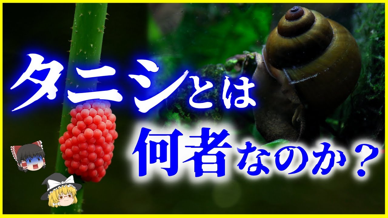 タニシの栄養とおすすめレシピ、食品成分表 _ テンペの栄養とおすすめレシピ、食品成分表 – BSPU